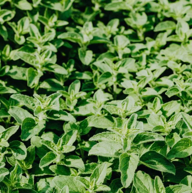 Klassieke Griekse marinade met oregano