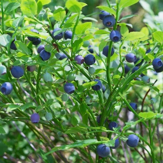 Blauwe-bosbessen-plant