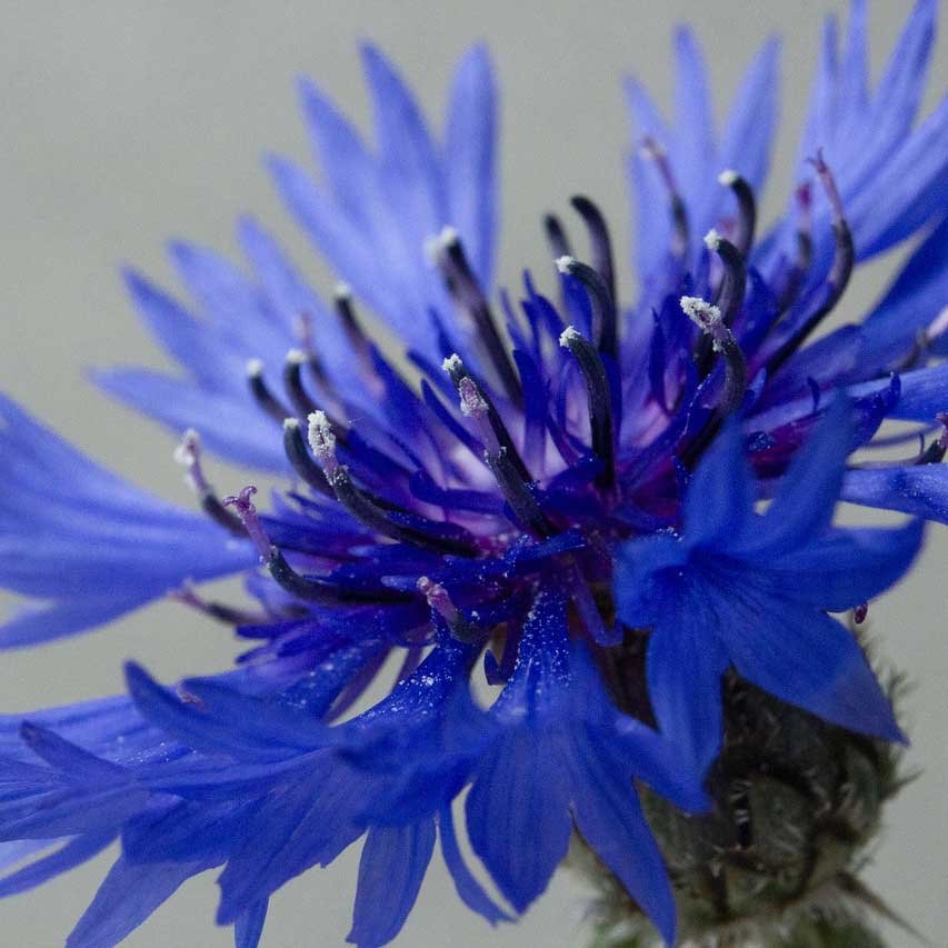 plante de bleuet