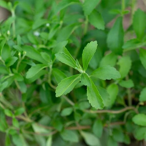 stevia-plant