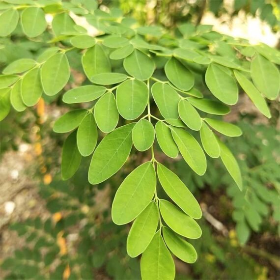 Moringa-plant