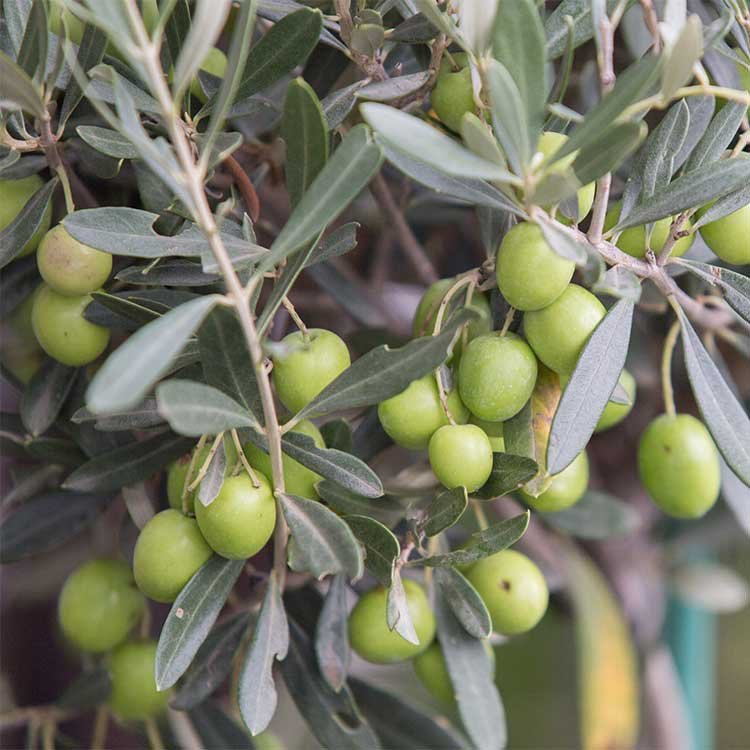 Plante à feuilles d'olivier
