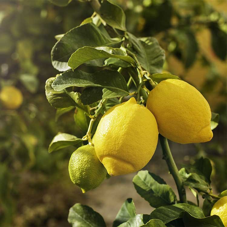 Citron-fruit