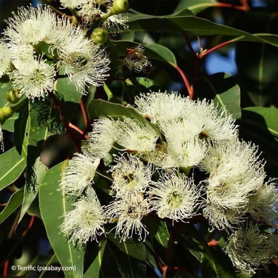 Citroeneucalyptus-bloem