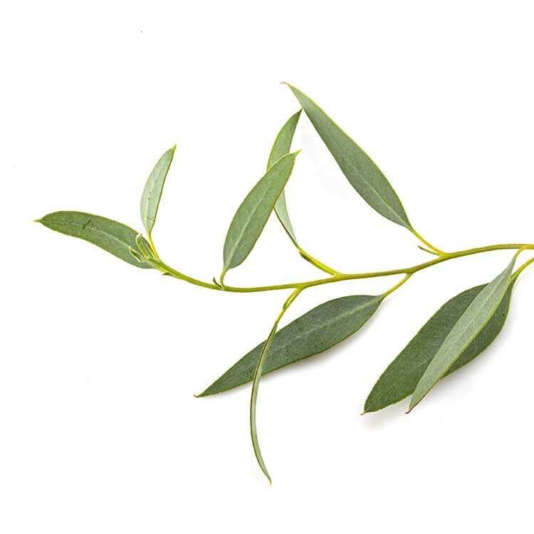 eucalyptus blad