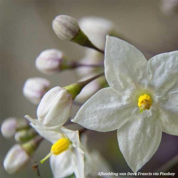 Jasmijn-Jasmin