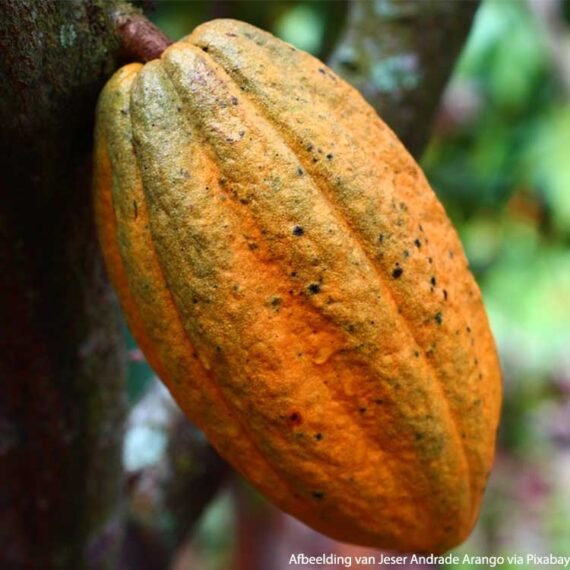 cacao vrucht