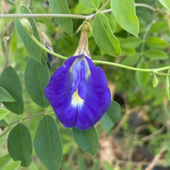 Blue Butterfly Pea Flower Bio (Butterfly Pea Flower) 25 grams - Image 2